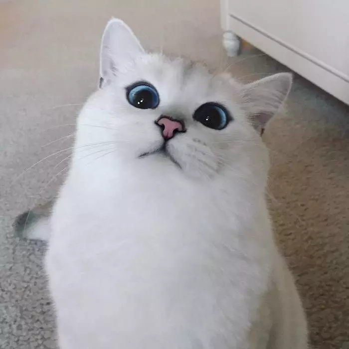這隻貓咪號稱擁有「全世界最美麗的眼睛」！晶亮有如藍寶石的貓眼太讓人羨慕了～