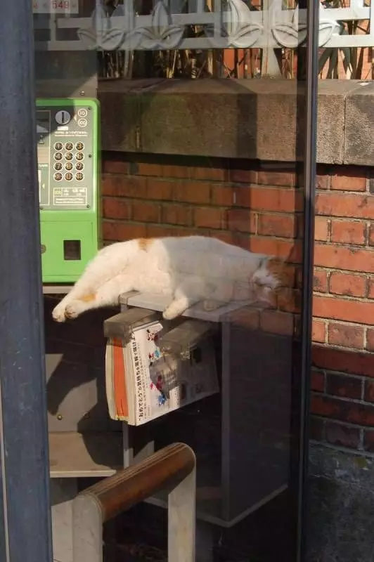 超好睡《電話亭里的貓》或許給了人類更多不要拆電話亭的理由...