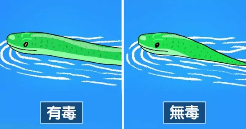 一看就學會如何自救　6張「關於毒蛇的正確常識」插畫 