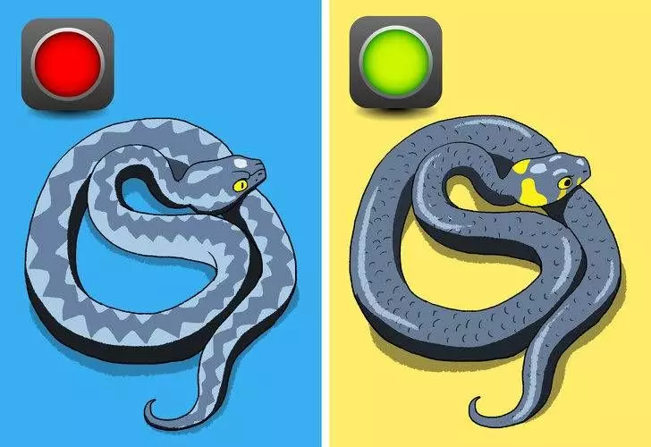 一看就學會如何自救　6張「關於毒蛇的正確常識」插畫 