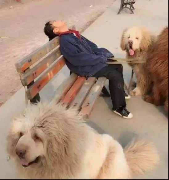 小女孩遛狗在公園睡著，路人看到她手上牽的狗狗品種後，嚇的急忙報警