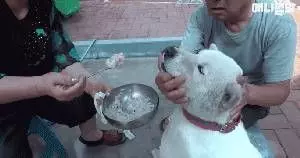 14歲狗狗因同伴離開世界拒食兩個月，直到主人拿出「最強食物」，狗狗行為讓人滿臉黑線問好