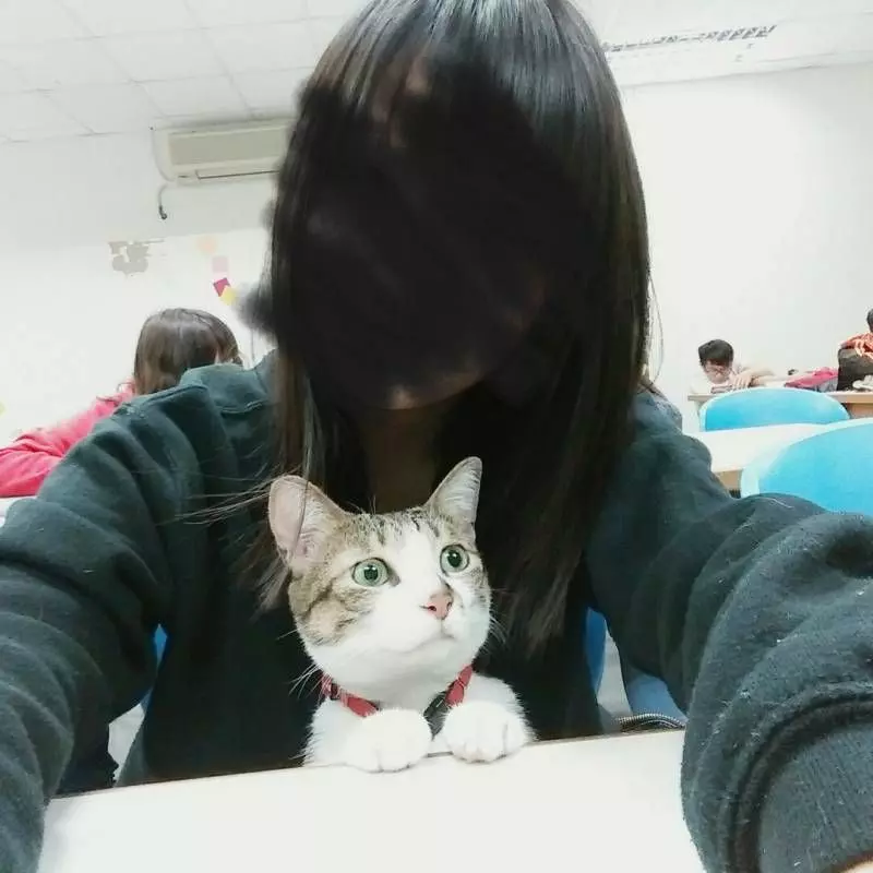黏人貓跟去上課以為會吵鬧　結果「全班牠最專心」老師都化了