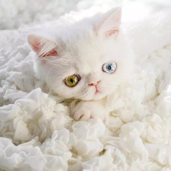 超激萌的小貓擁有世上最催眠的雙眼，當陽光照到她的眼睛散發出珠寶的光芒真的美到無法直視！