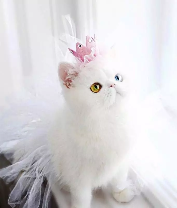 超激萌的小貓擁有世上最催眠的雙眼，當陽光照到她的眼睛散發出珠寶的光芒真的美到無法直視！