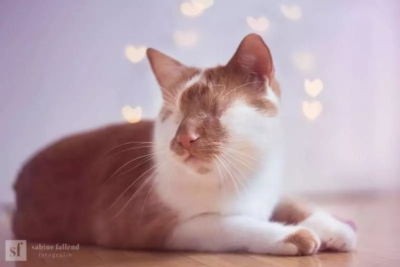 失去眼睛卻沒對生活失去熱情　最暖貓咪變「快樂天使」治癒人心